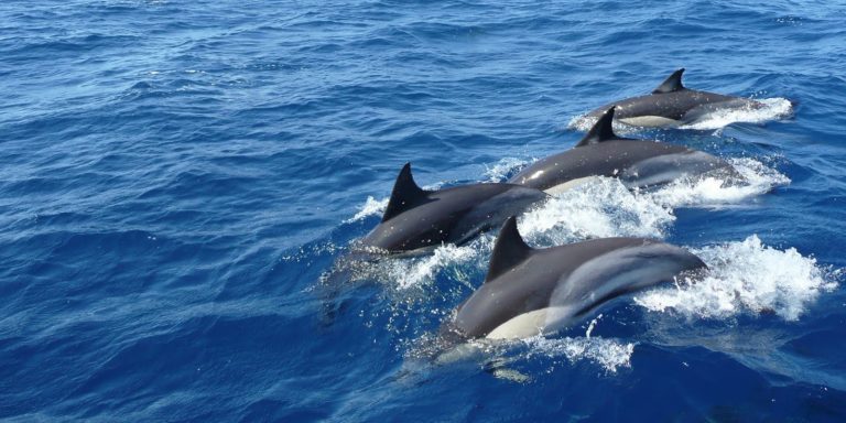 Dolphin and Whale Watching in Sri Lanka